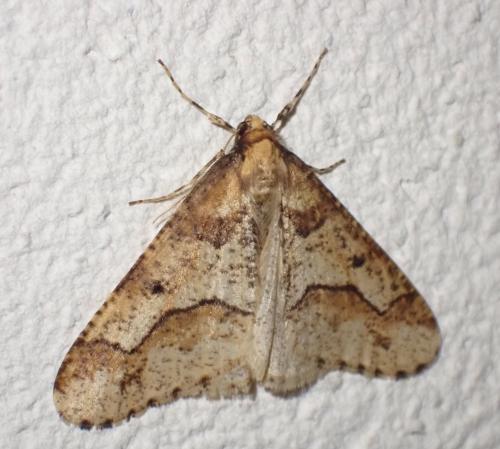 Erannis defoliaria